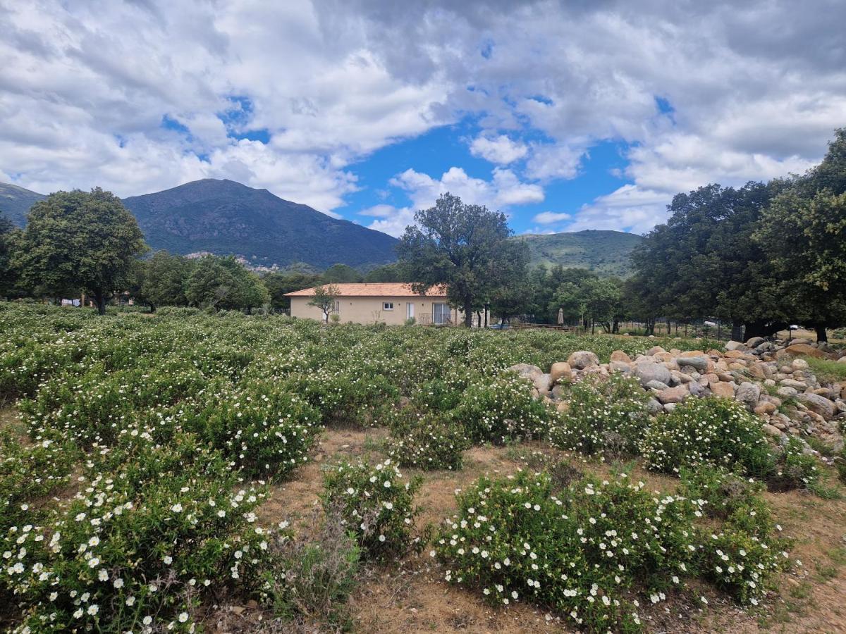 Domaine U Filanciu, Maison Ghjulia Avec Piscine - Centre Corse